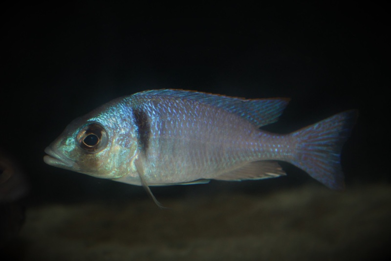 Placidochromis electra 'Londo Bay'